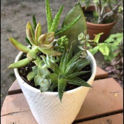 Succulent Arrangement In a White Ceramic Pot