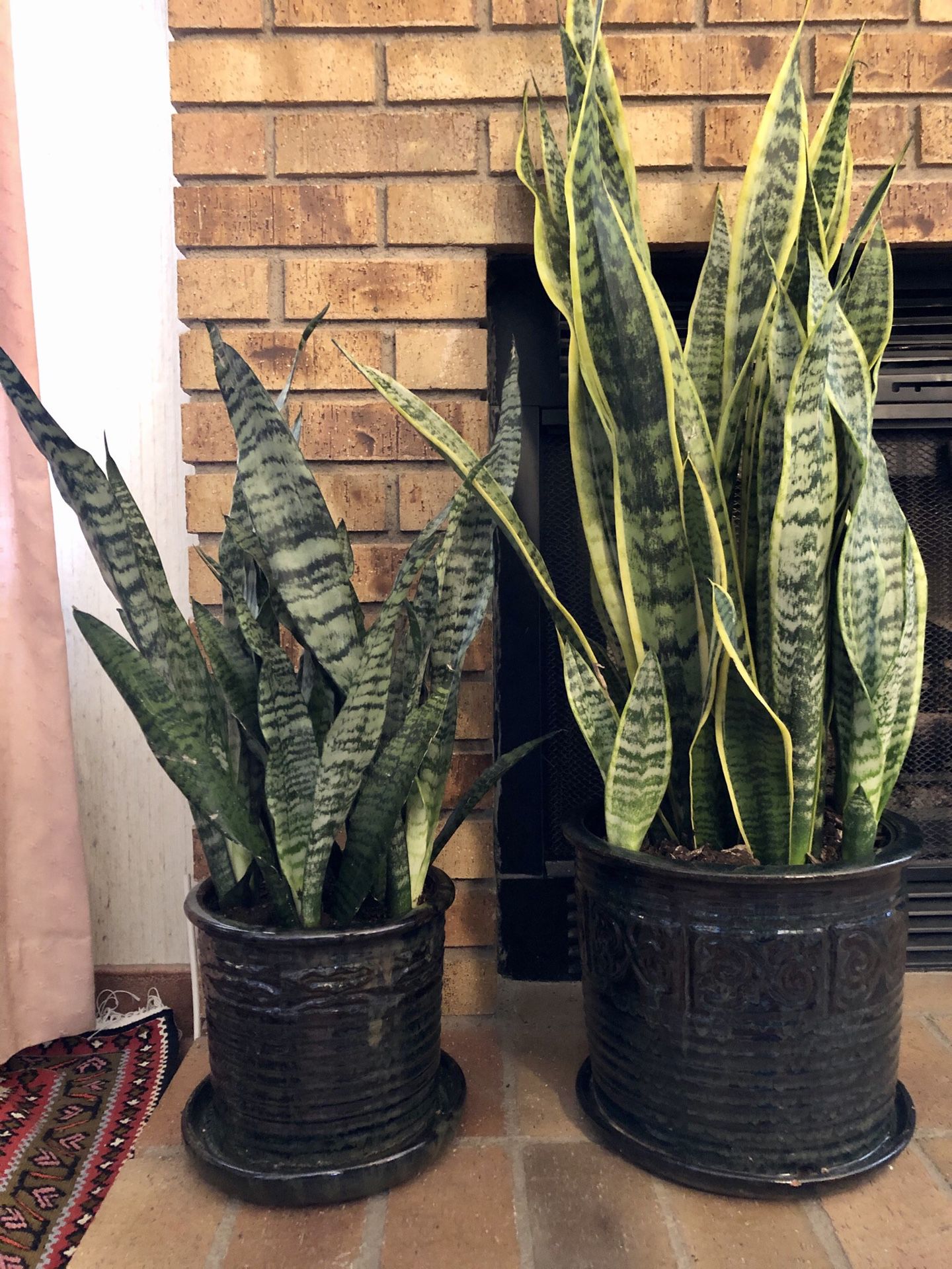Se of 2 Live “Snake” plants (40" & 27" tall) in beautiful contemporary 10" & 8" ceramic pots