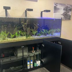 Fish Tank