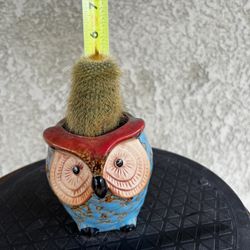 Cactus In Ceramic Owl