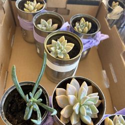 Succulents $1 Each