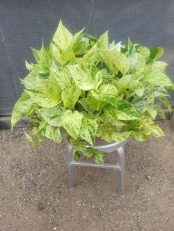 Snow queen pothos Plant 10" Nursery Pot
