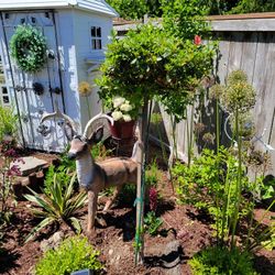 Azalea trees 4 foot