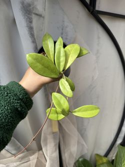 Hoya Carnosa Cv Crystal - 4” Pot - Rooted In Soil