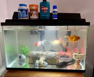 10 Gallon Aquarium Tank Set Up 