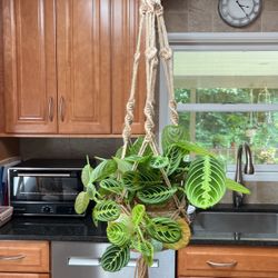 3 Plant Hangers (plants not included)