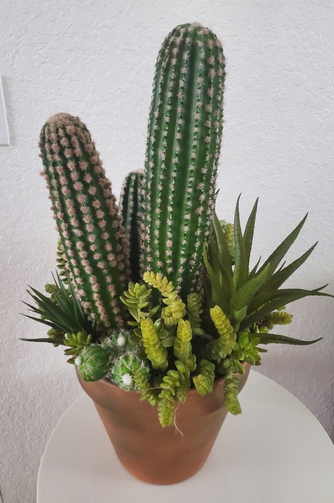 Cactus And Succulent Plant Arrangement 