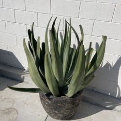 Agave Large Blue Includes Pot