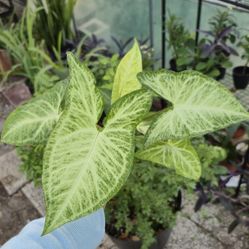 Arrowhead Starter Size Plant