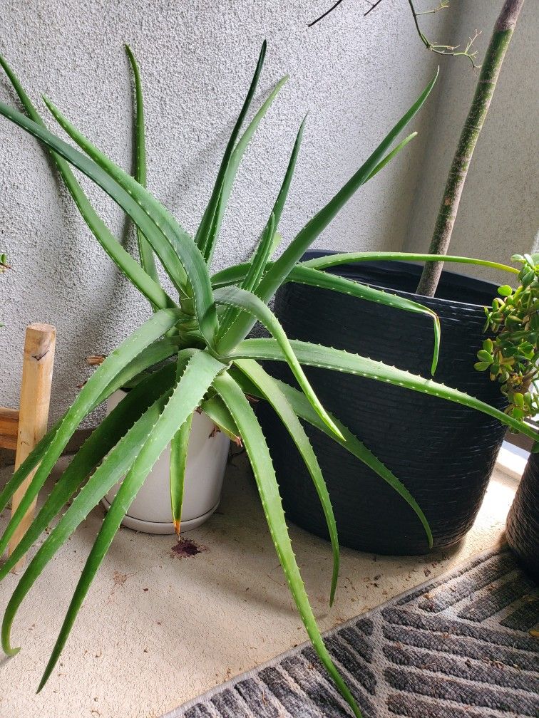 XL Aloe Vera Plant - Ready To Be Planted