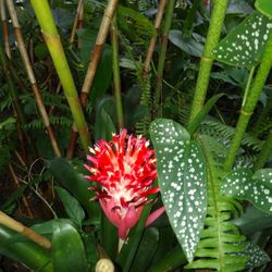 Bromeliads 