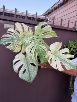 10” big monstera mint