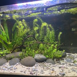 10 Gallon Aquascaped Planted Aquarium Fish Tank