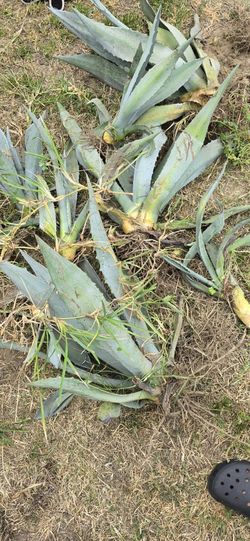 Blue Agave
