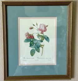 2 Rosa flore submultiplici(the Boursault rose) by Pierre-Joseph Redoute
