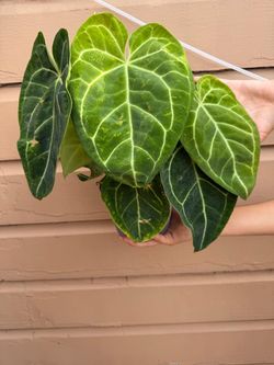 6” anthurium magnificum