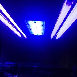 Radion  Rx30 Blue  G5