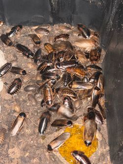 Dubia Roach Feeders