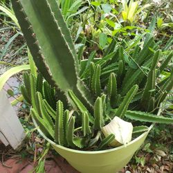 Mix Apple Cactus & Starfish Cactus 