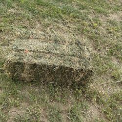 Striped Hay