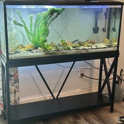 Aquariums and Stand