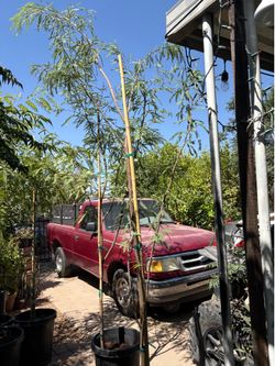 Thornless mesquite trees 75$