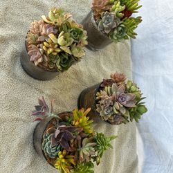 Arrangements With Natural Succulent Plants 