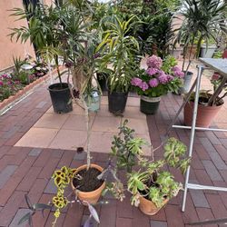 Plants For Sale