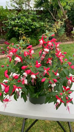 Plant