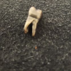 Tooth