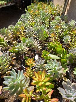 Succulents and Catus