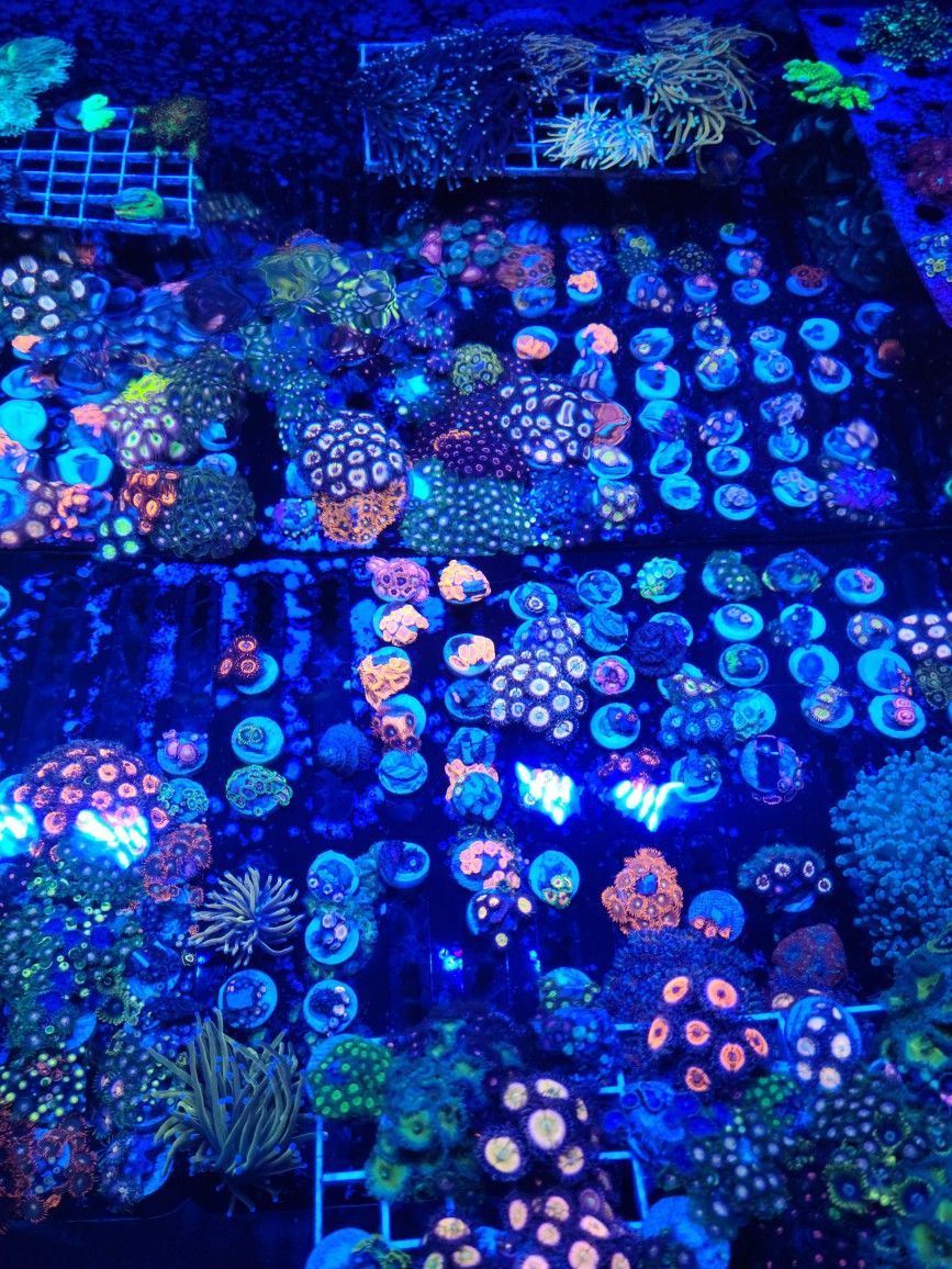 Zoanthids Frag Coral Pack AVAILABLE 