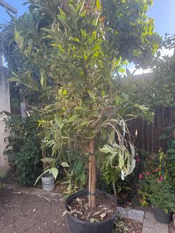 Huge, thick Variegated Wax apple, Mận cẩm thạch in 35 gallon pot