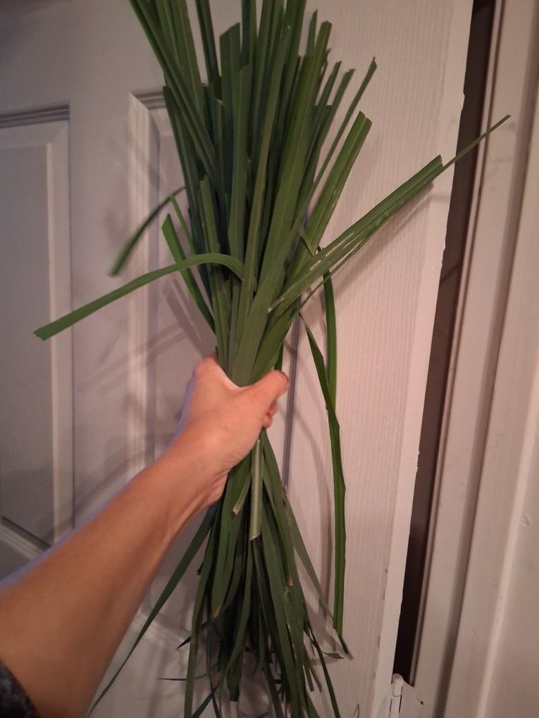 Fresh Lemon Grass Leaves