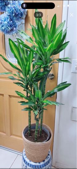 Cintho Dracaena Plants