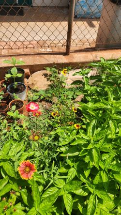 Sunflowers for sale