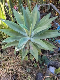 To foxtail agave plants