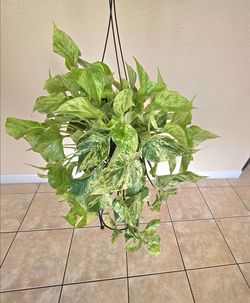 🌿 💎Marble Queen Elite Pothos💎🌿