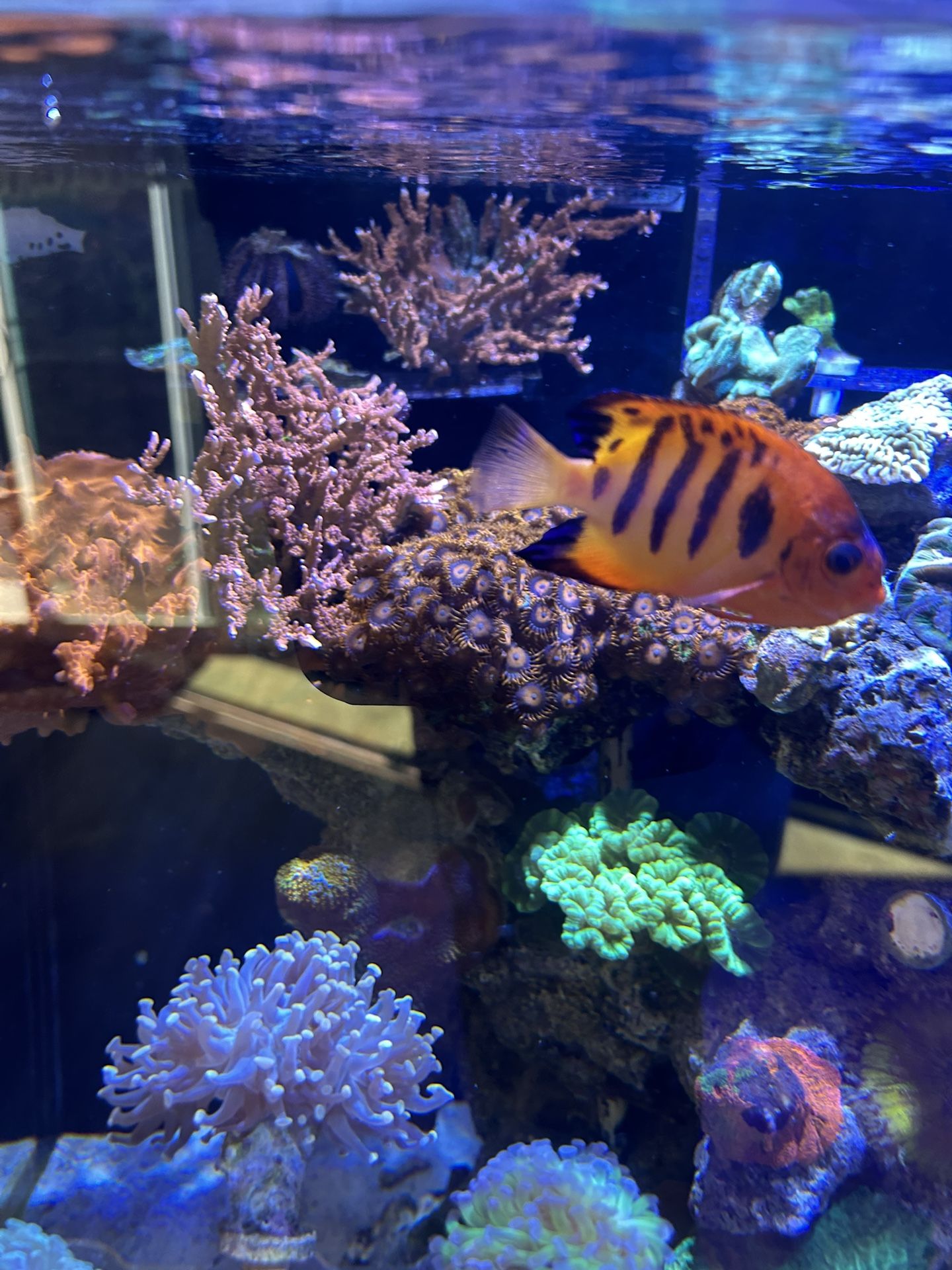Fish Tank And Decor