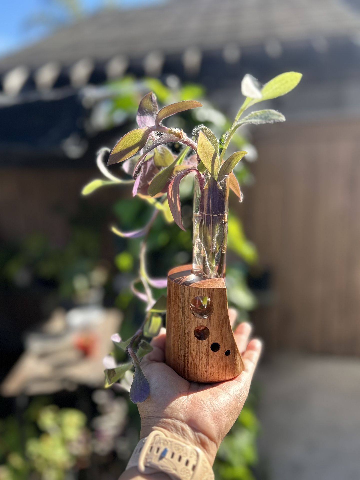 Indoor Plants Tradencantia Purple Heart Plant Or Your Choosing