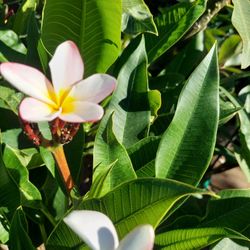 Plumeria Blooming 4 Feet Tall