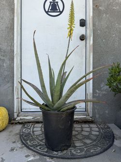 Large Aloe Vera Plant / Savila 5 Gal