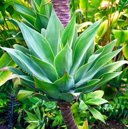 Large Foxtail Agaves ( 4 Available ) 🪴
