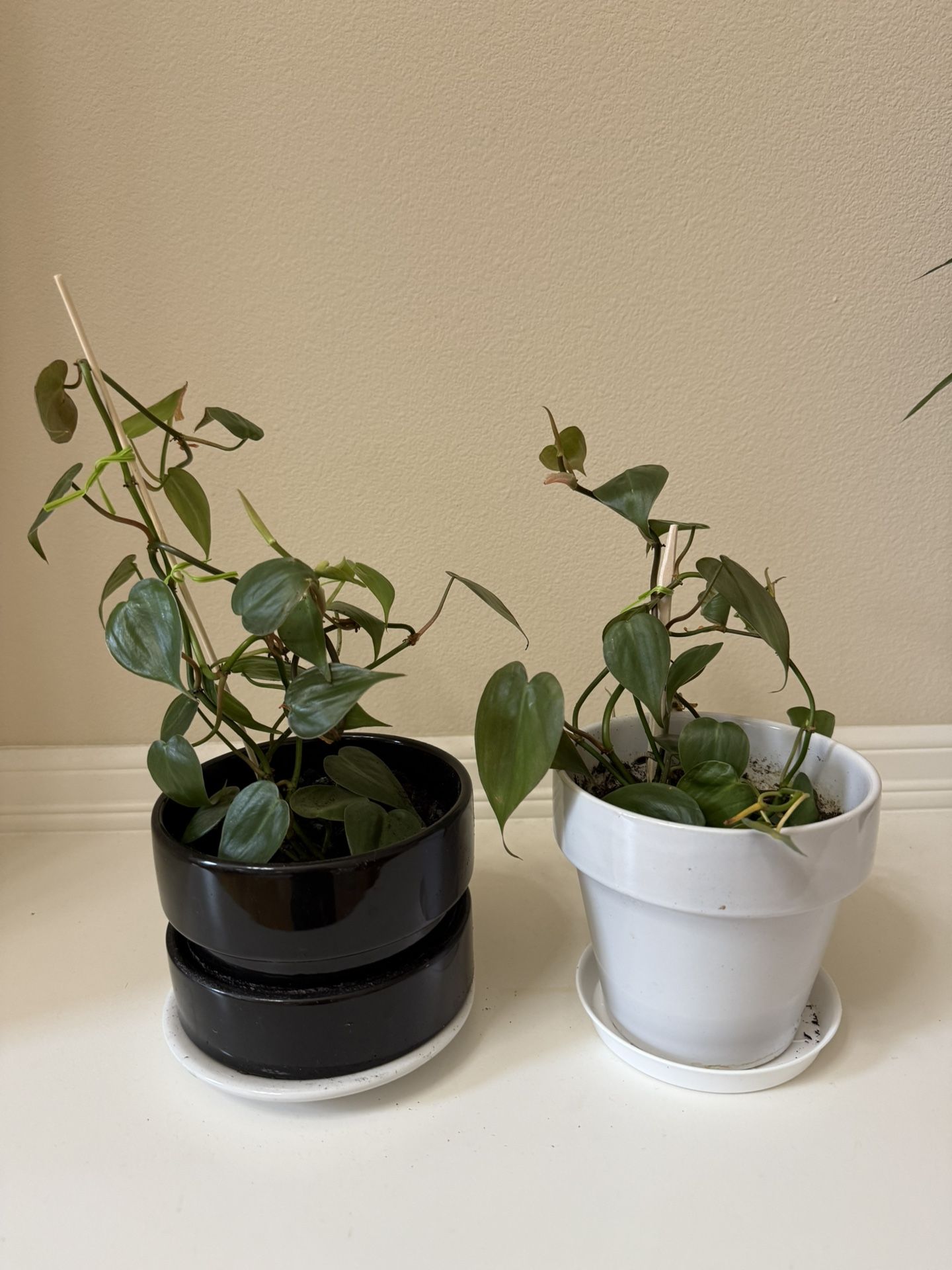 Live Healthy Heart Philodendrons Plants In Ceramic Pots
