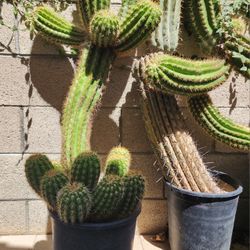 FREE Cactus Euphorbia Succulents
