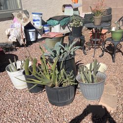 Multiple  Cacti For sale:   Pine Cones;   Prickly Pear;  Jumping Cactus;  etc