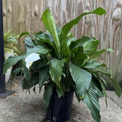 Sunshine, The Peace Lily Looking For Her New Place To Glow