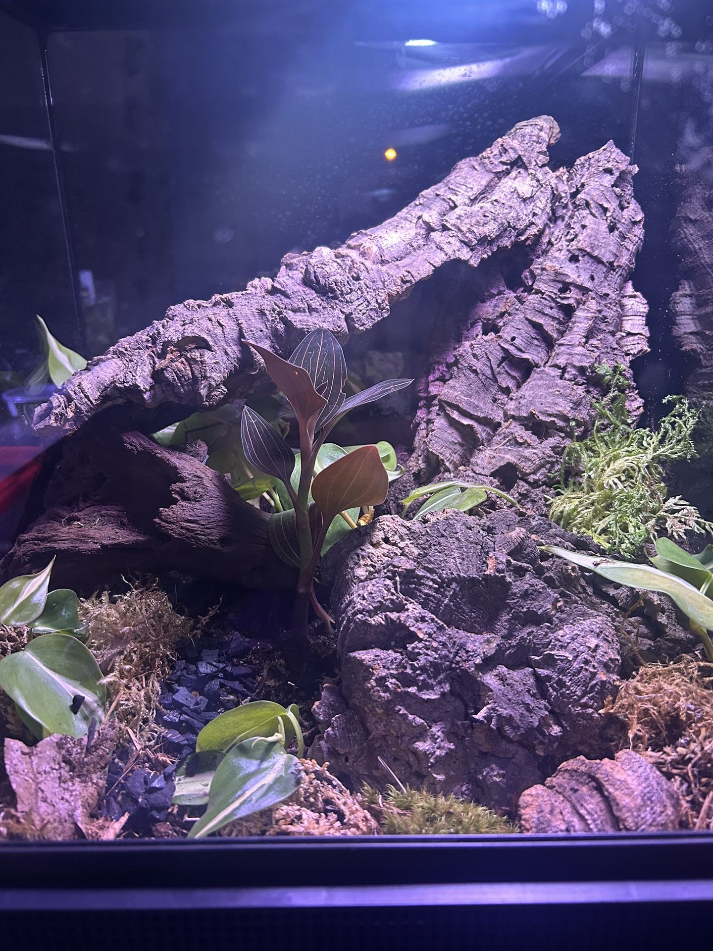 Bioactive Terrarium Set Up 18x18x18