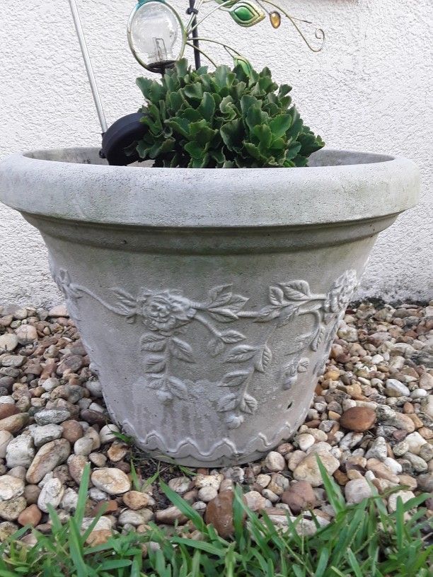 Huge Blooming Pink Flower Plant In Huge Beautiful Pot