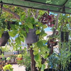 Venta De Plantas 🪴 Plant Sale Succulent *$3 + Up